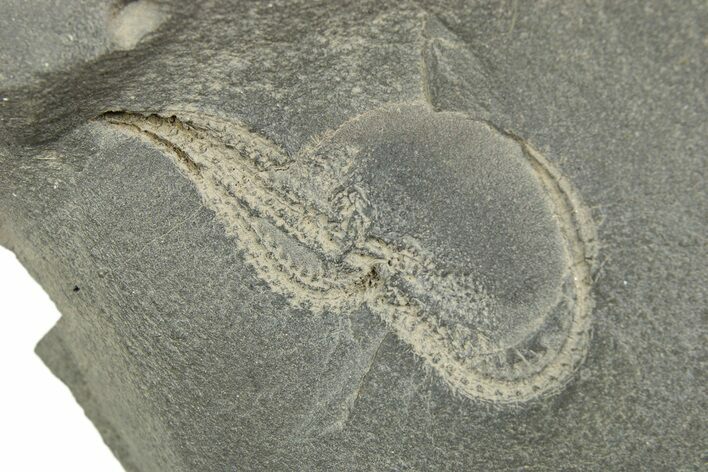 Ordovician Brittle Star (Ophiura) - Morocco #312523